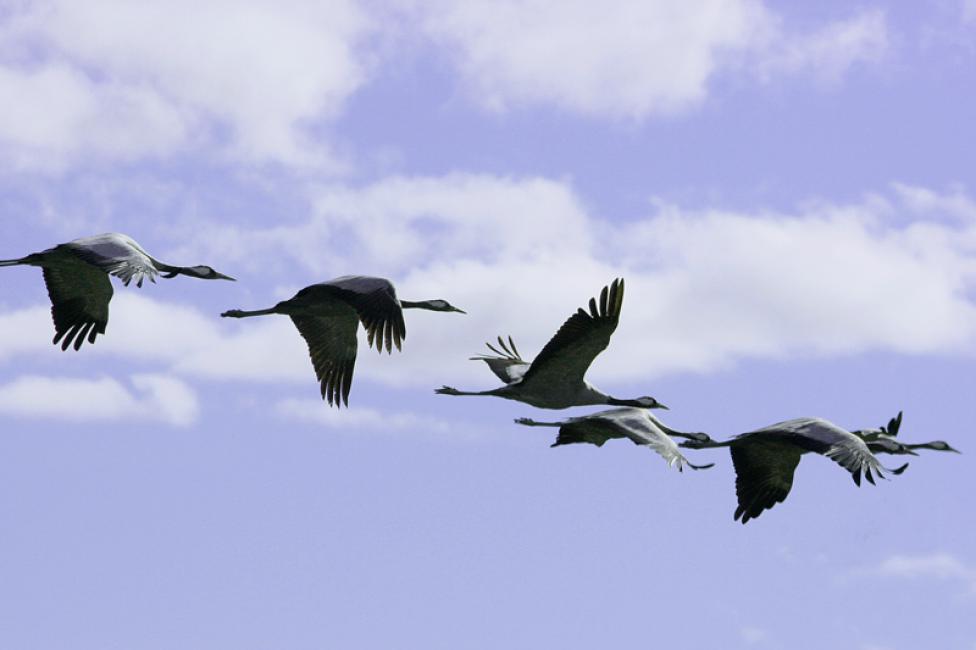 Imagen 12 de la galería de Aves